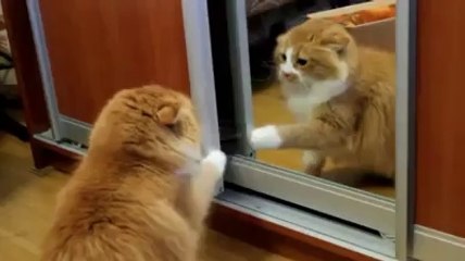 Aynaya Öfkelenen Kedi