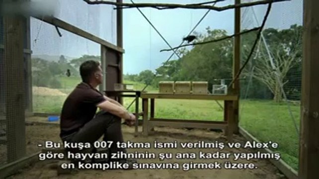 Karganın Yaptıkları İnanılmaz.. (Kesinlikle İzleyin)