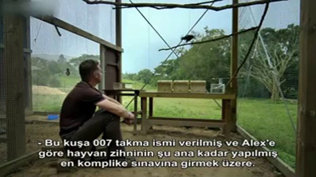 Karganın Yaptıkları İnanılmaz.. (Kesinlikle İzleyin)