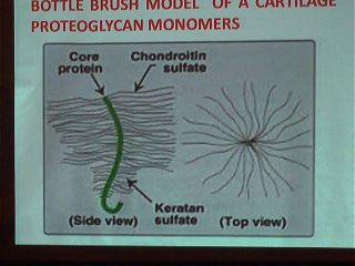 ICHN-2014 Clinical and Therapeutic Nutrition Comparative efficacy of GAGs extracted from chicken keel cartilage and fish in relation to clinical score reduction Humaira Majeed