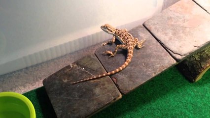 Bearded Dragon Update
