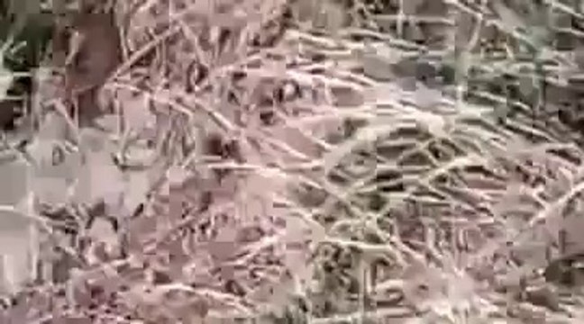 Malaysia Airlines MH17 Crashed at Ukraine (Eksklusif)