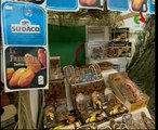Algerie,Biskra,lancement du marché national des dattes