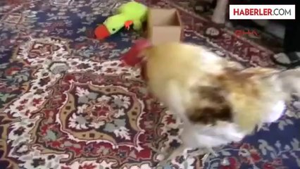 Sahibinin Överek Bitiremediği Horoz