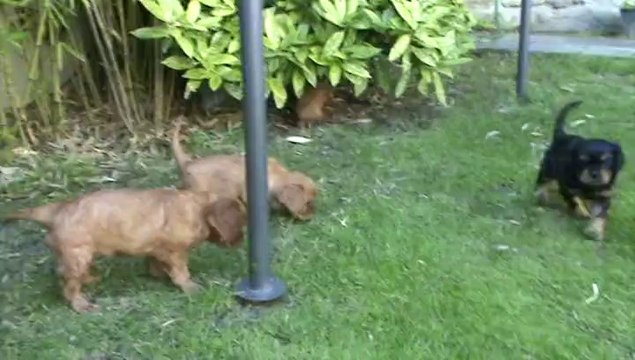 1ère sortie au jardin