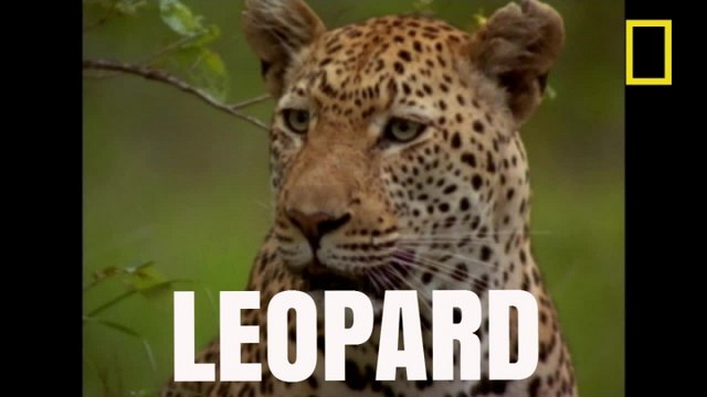 Le léopard : secrets d'un serial lover [National Geographic]