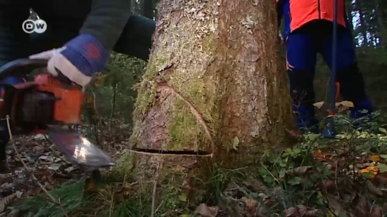 Hochwertige Holzfurniere | Wirtschaft kompakt