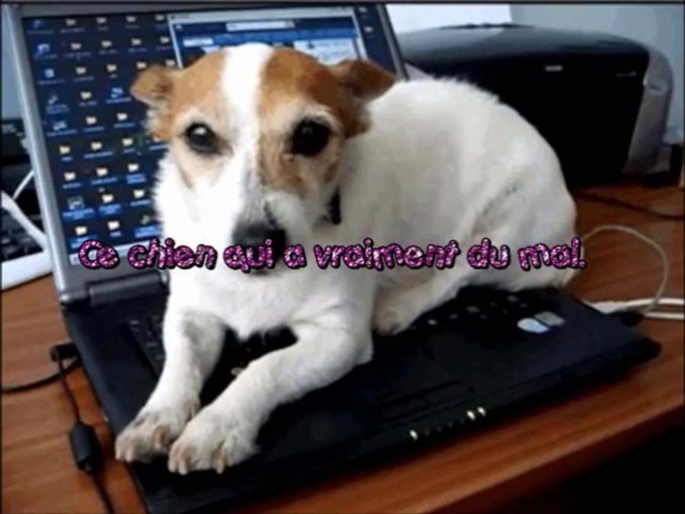 Chiens qui ont hâte que la semaine se termine(sur une chanson douce)