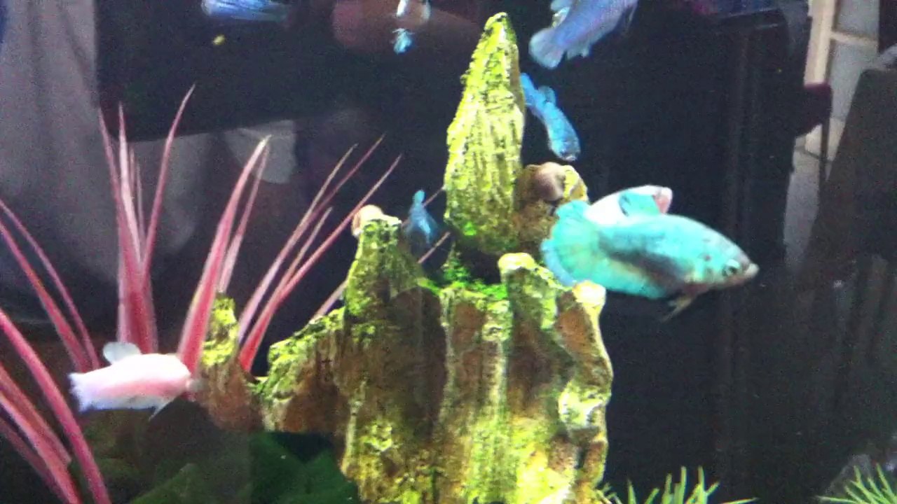 A vendre Femelle Plakat 10 euro