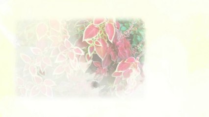 Ways to Stay Healthy And Fit With Forskolin