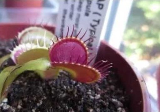 Venus Flytrap Catches an Ant