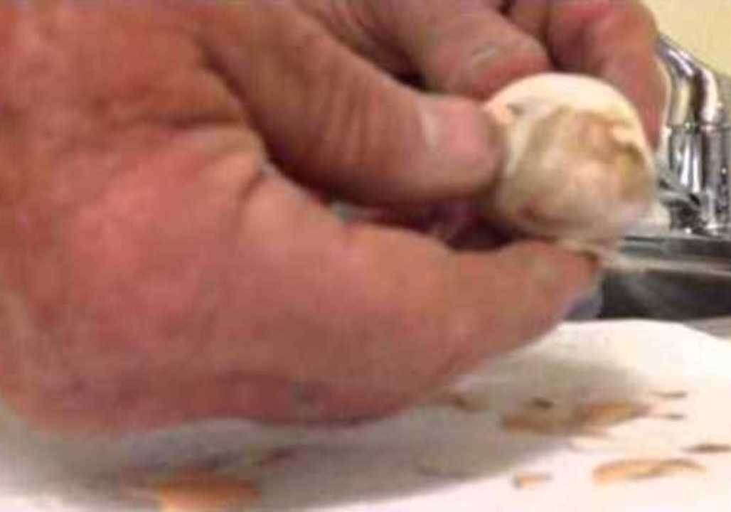 Man Helps Chick Hatch From Egg