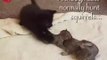 Adorable : une chatte adopte des bébés écureuils abandonnés