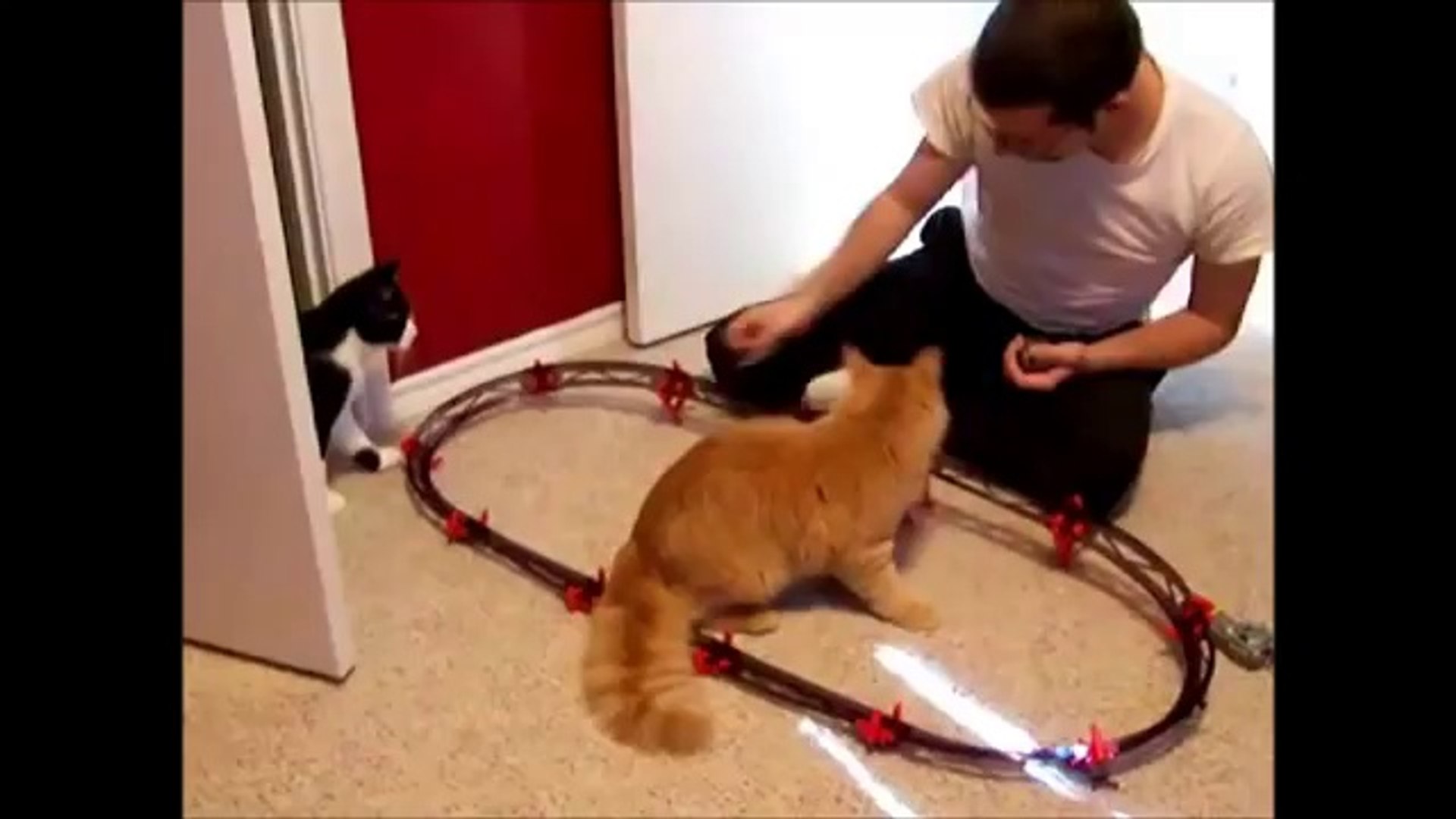 CATS ARE COMEDIANS