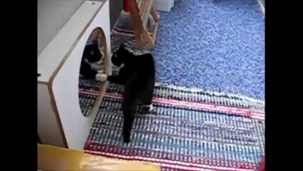 FUNNY PUPPIES VS. FUNNY KITTENS