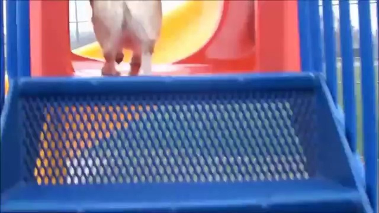 THE CORGI CHRONICLES