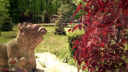 Природа-Hotel Forest Park (Донецк)-VideoCam Studio