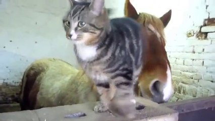 Cat And Horse Are Unlikely Friends
