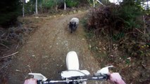 Un mouton pas content défonce un biker en motocross!