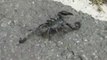 Black scorpions Sold illegally worth more than gold