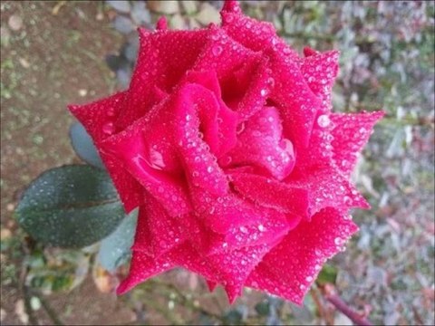 MUAZZEZ ABACI-KIRMIZI GÜLÜN ALI VAR