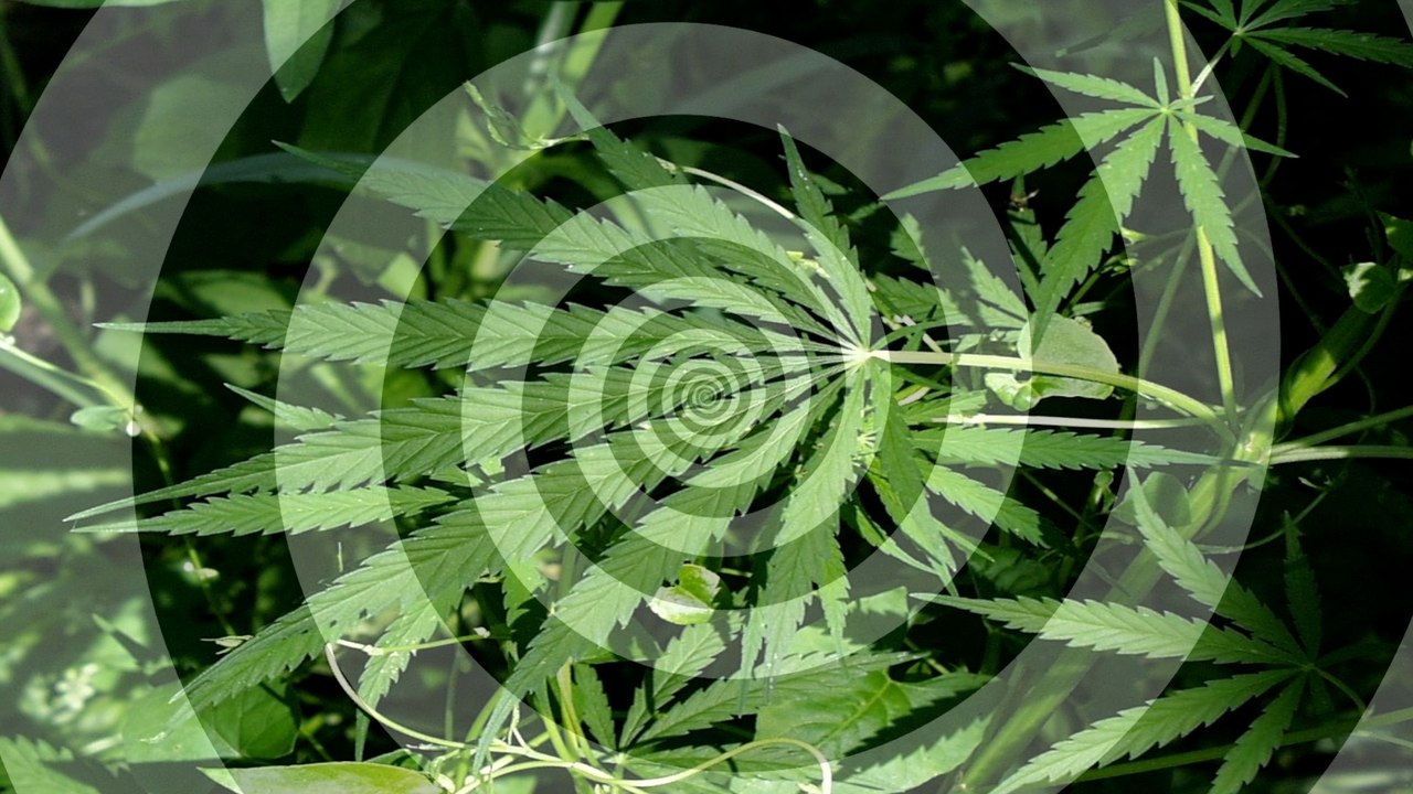 Shocking Study: Pot Makes You Paranoid