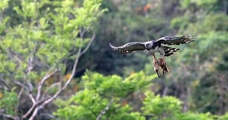Harpy Kartalı & Tembel Hayvan