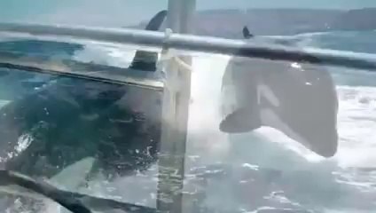 Killer Whales Chasing A Speed Boat