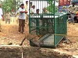 В Индии из колодца вытащили очередного леопарда
