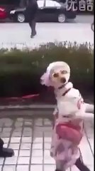 Amazing dog walk in lady style Must watch