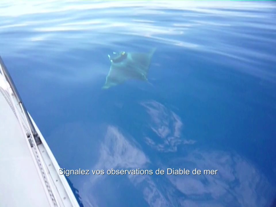Partagez vos observations du Diable de mer méditerranéen (Mobula mobular), cette raie de Méditerranée si rare et actuellement en voie d'extinction