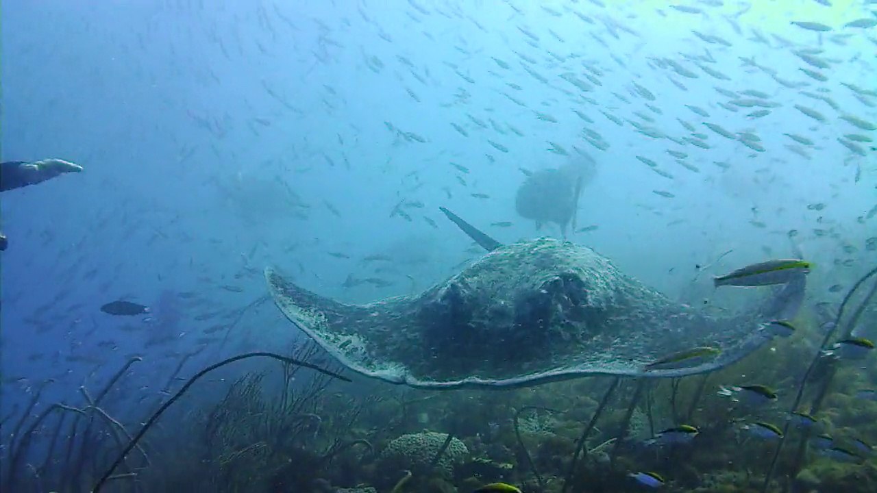 Marble ray