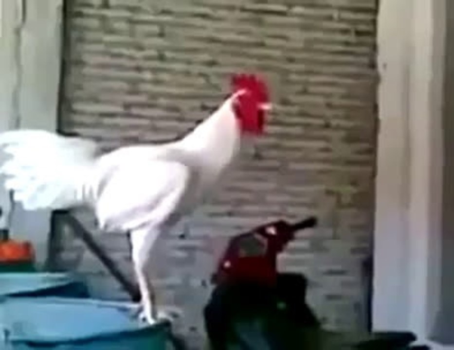 Hen laughing amazing video must watch