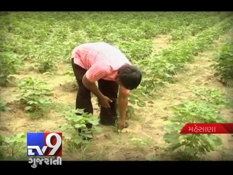 Rain makes farmers happy, start sowing seeds - Tv9 Gujarati