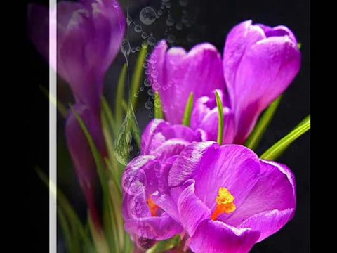 YILDIZ DEMİRKOL SAVAŞ-yıldızlıtürküler-NEDİR BENİM MELÜL MAHSUN GEZDİĞİM