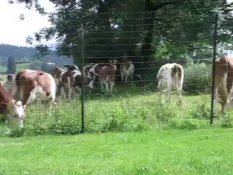 LES BEBES BEARDED COLLIE regardent ?