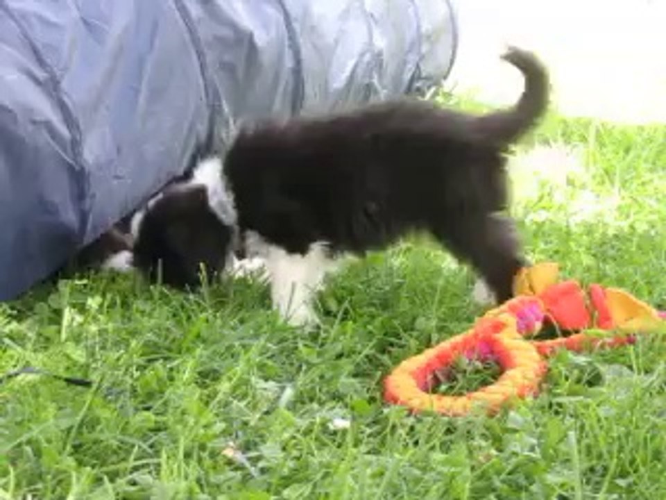 JOLI COEUR BLACK DU PARADIS DES COEURS TENDRES joue !  19.07.14