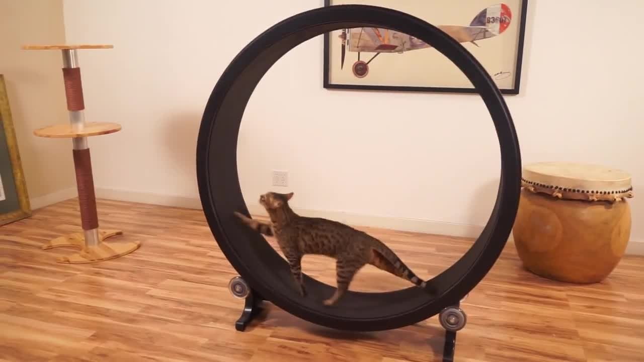 Roue de hamster pour chat