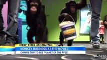 2 monkeys watching a movie in theater! Adorable...