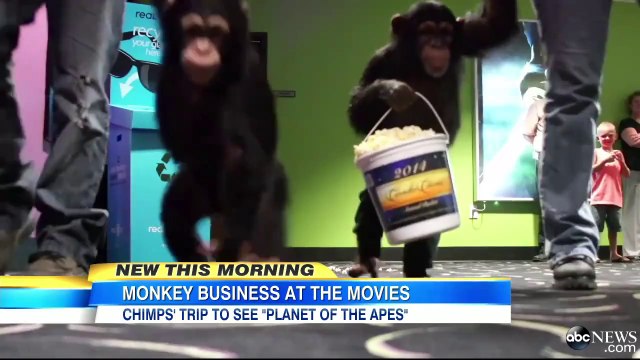 2 monkeys watching a movie in theater! Adorable...