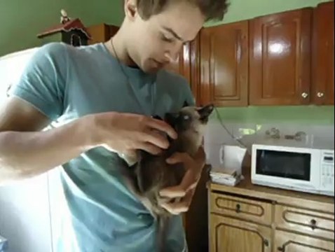 So cute kitten drinking with baby bottle