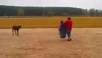 Young baby bull attacking bullfighter : lesson one, stay in front of the bull!