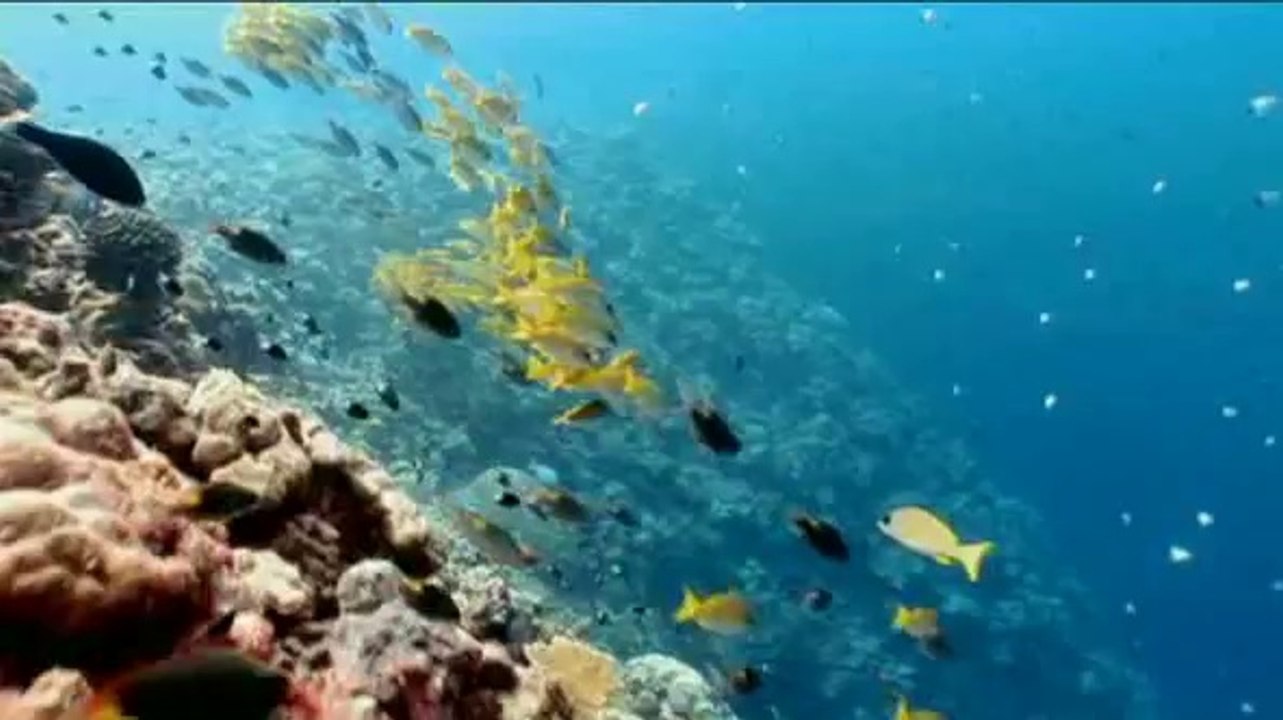 Zukunft ohne Menschen (Pilotfilm): Was kommt nach uns (Teil 2)