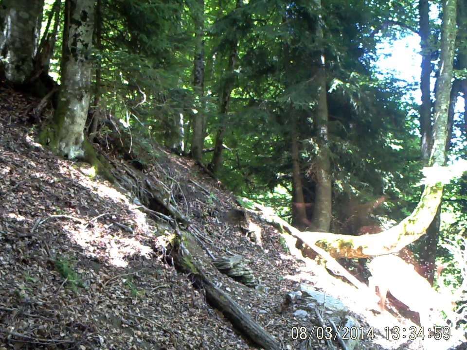 cerf_couché1