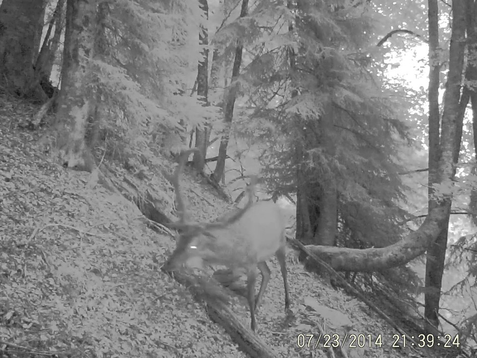 cerf_en_nb