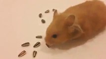 very intelligent rat very interesting video must watch.