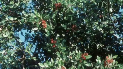 Zukunft ohne Menschen (S01E05) - Das Recht des Stärkeren