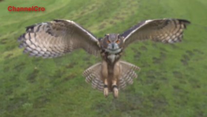 Heaven and Earth - Nausea