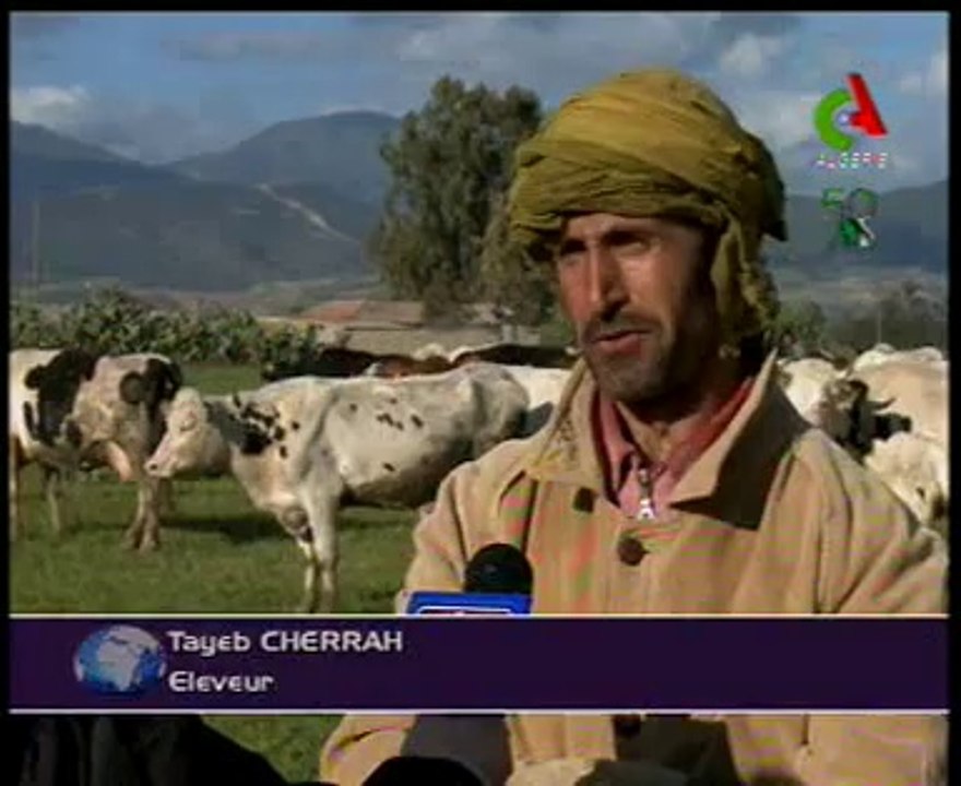 Algerie,Ain Defla,production de lait