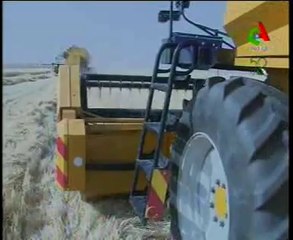 Algerie,Adrar moisson 2013